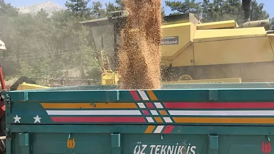 Buğday hasadı biçerdöverle yapılıyor