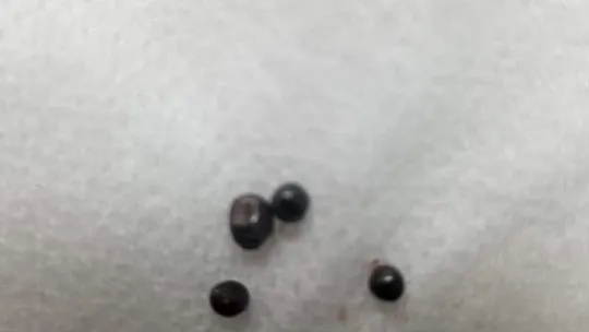 Yavru köpeğe işkence edildi