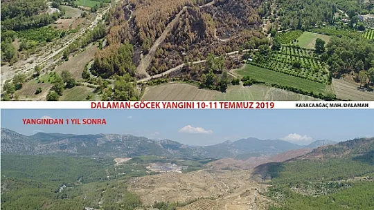 DALAMAN VE GÖCEK TEKRAR YEŞERİYOR