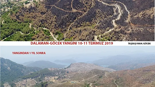 DALAMAN VE GÖCEK TEKRAR YEŞERİYOR