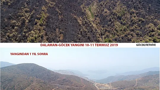 DALAMAN VE GÖCEK TEKRAR YEŞERİYOR