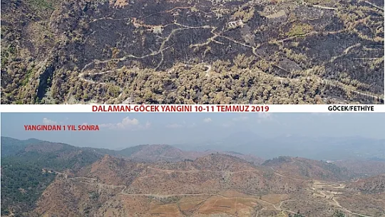 DALAMAN VE GÖCEK TEKRAR YEŞERİYOR