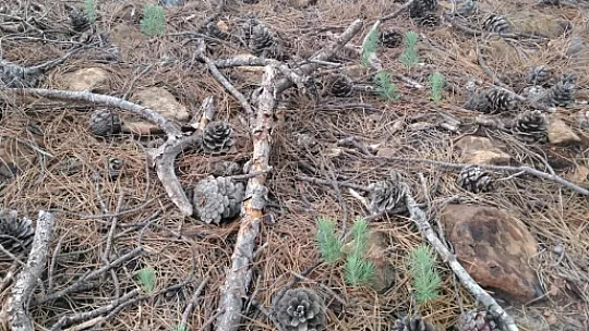 DALAMAN VE GÖCEK TEKRAR YEŞERİYOR