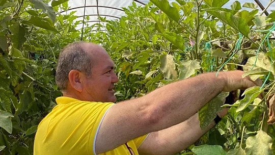 İHTİYAÇ SAHİBİ AİLELER İÇİN PATLICAN TOPLADILAR 