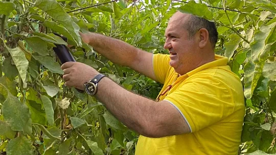 İHTİYAÇ SAHİBİ AİLELER İÇİN PATLICAN TOPLADILAR 