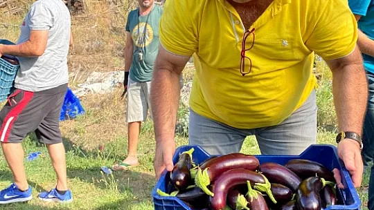 İHTİYAÇ SAHİBİ AİLELER İÇİN PATLICAN TOPLADILAR 