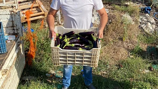 İHTİYAÇ SAHİBİ AİLELER İÇİN PATLICAN TOPLADILAR 