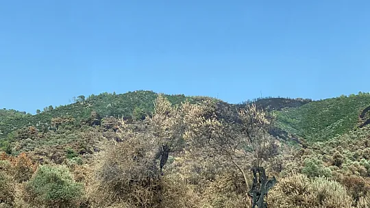 CHP'Lİ ÖZCAN: ORMAN YANGINLARI ÖNLENEBİLİRDİ!