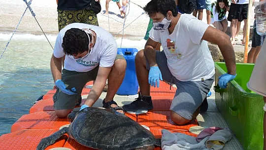 MİSİNA YUTAN YEŞİL DENİZ KAPLUMBAĞASINA OPERASYON