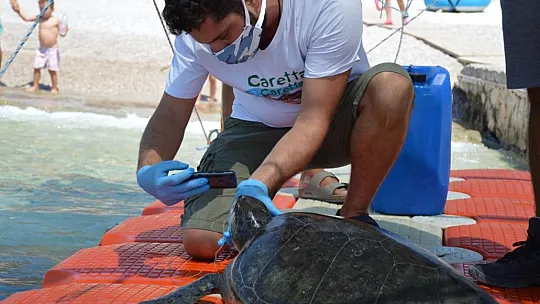 MİSİNA YUTAN YEŞİL DENİZ KAPLUMBAĞASINA OPERASYON