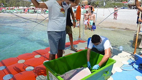 MİSİNA YUTAN YEŞİL DENİZ KAPLUMBAĞASINA OPERASYON