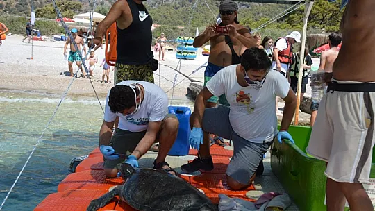 MİSİNA YUTAN YEŞİL DENİZ KAPLUMBAĞASINA OPERASYON