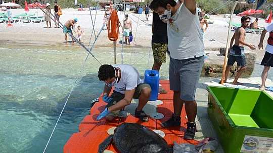 MİSİNA YUTAN YEŞİL DENİZ KAPLUMBAĞASINA OPERASYON
