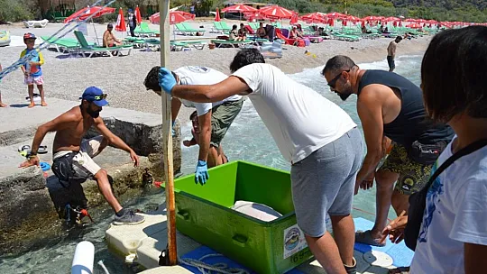 MİSİNA YUTAN YEŞİL DENİZ KAPLUMBAĞASINA OPERASYON