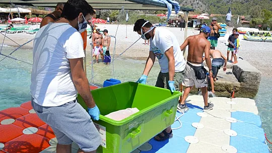 MİSİNA YUTAN YEŞİL DENİZ KAPLUMBAĞASINA OPERASYON