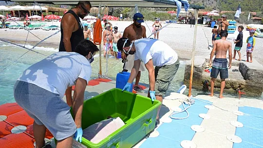 MİSİNA YUTAN YEŞİL DENİZ KAPLUMBAĞASINA OPERASYON