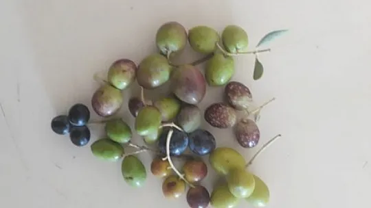 921 polifenol değerine ulaşıldı