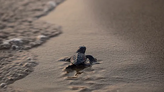 Başkan Ay, 'Carettalara bilinçsizce müdahale etmeyelim'