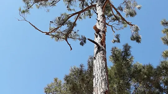 KIRTUR'DAN ÖRNEK ÇEVRECİLİK