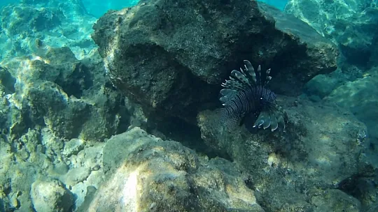 FETHİYE KÖRFEZİ'NDE ZEHİRLİ ASLAN BALIĞI GÖRÜLDÜ