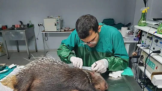 OKLU KİRPİYİ YAŞAMA DÖNDÜRDÜLER