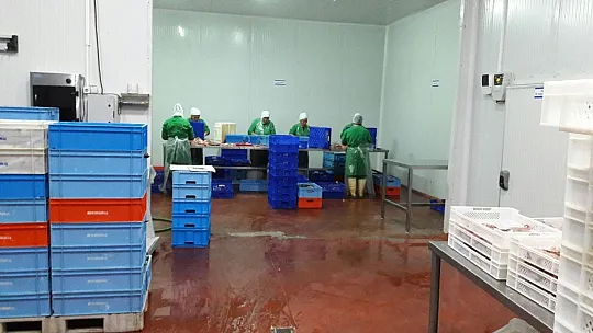Fethiye'den ABD'ye kırmızı alabalık ihracatı