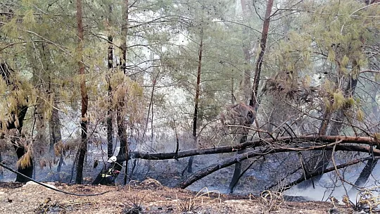 Fethiye'de orman yangını