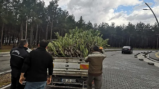 Kampüs yollarını çiçeklerle donattılar