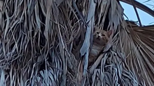 AKUT Fethiye'den kedi operasyonu