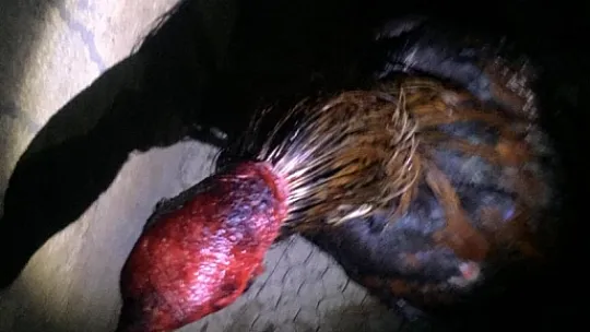 Horoz dövüşüne polis baskını