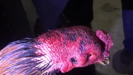 Horoz dövüşüne polis baskını