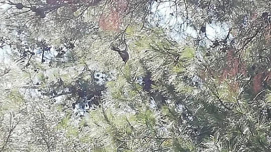 Ağaçta takılı kalan kuşu İtfaiye kurtardı 