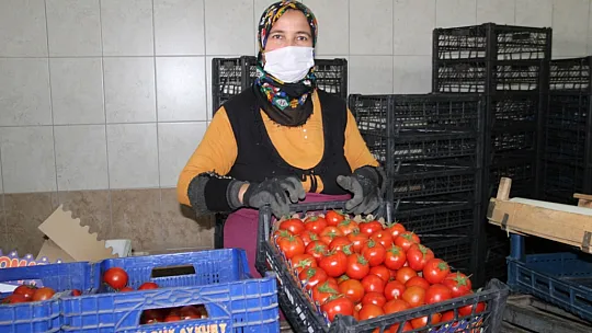 Toptancı halinde faaliyetler devam ediyor 