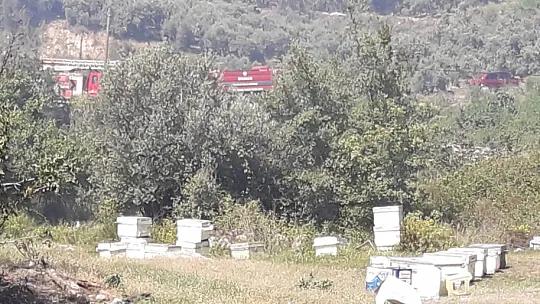 Seydikemerde zeytinlik alan kül oldu