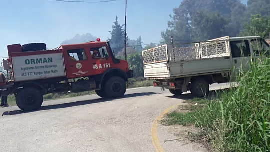 Seydikemerde zeytinlik alan kül oldu