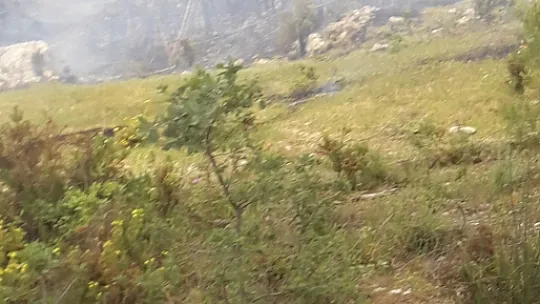Seydikemerde zeytinlik alan kül oldu