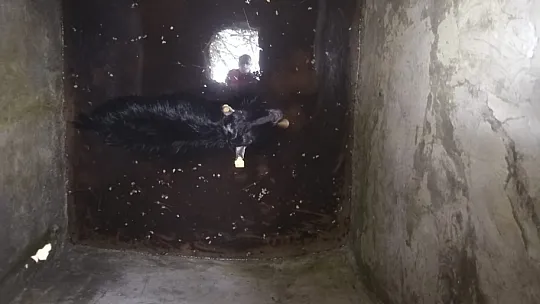 Kuyuya düşen keçiyi itfaiye kurtardı