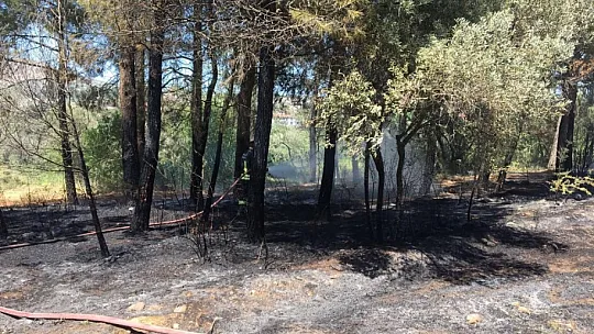 Yatağan'da çıkan yangında zeytin ve kızılçam ağaçları zarar gördü