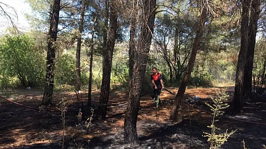 Yatağan'da çıkan yangında zeytin ve kızılçam ağaçları zarar gördü