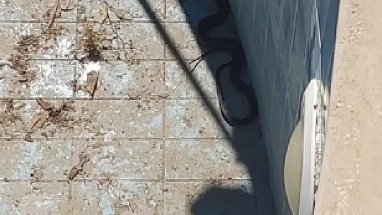 Fethiye'de bir evin bahçesindeki havuza giren yılan panik yarattı