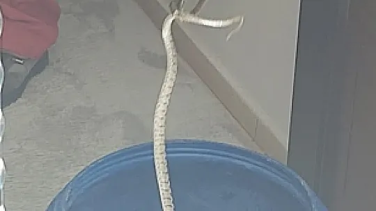 Fethiye'de bir evin bahçesindeki havuza giren yılan panik yarattı