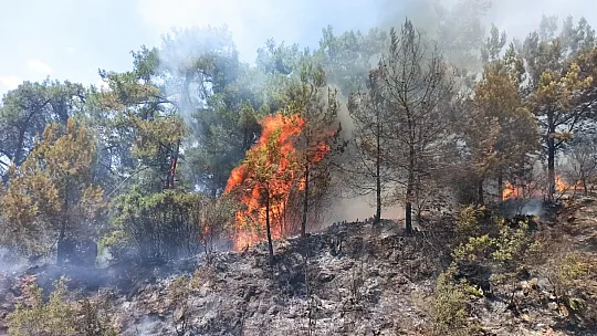 Karayolunda çıkan yangın ormana sıçradı