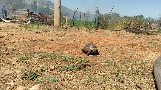 Seydikemer'deki yangınlar kontrol altına alındı