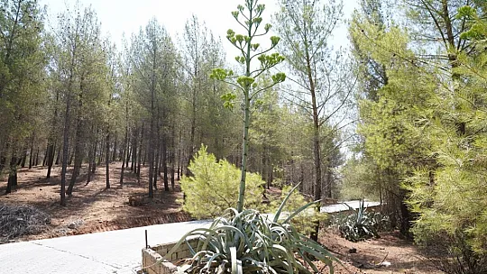 100 yılda bir çiçek açan sabır otu, Seydikemer'de çiçeklendi