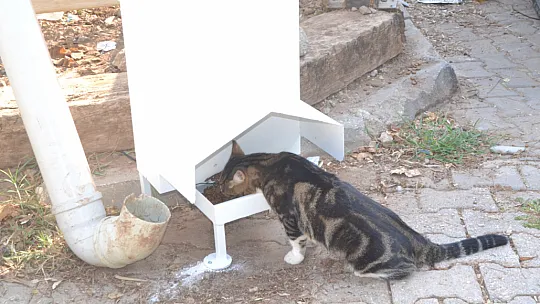 Başkan Kökten'den can dostlar için örnek proje