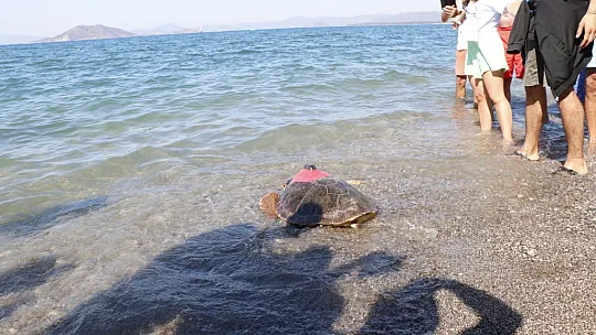 Uydu takip cihazı takılan 2 Caretta Caretta denize bırakıldı