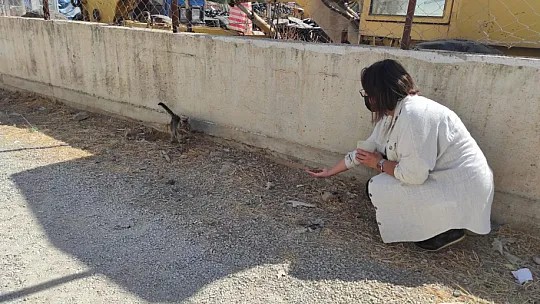 Hayvanları Koruma Gününde farkındalık için mama dağıttılar