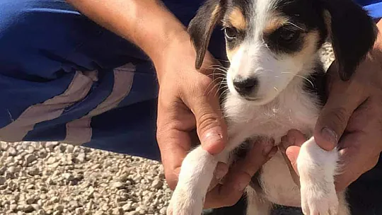 Hayvanları Koruma Gününde farkındalık için mama dağıttılar