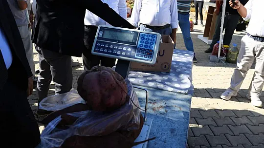 Dalaman'da Tatlı Patates ve Kışlık Sebze Tarla Günü Yapıldı