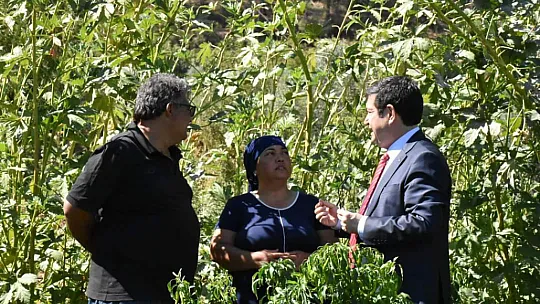 Dalaman'da Tatlı Patates ve Kışlık Sebze Tarla Günü Yapıldı